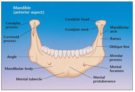 6 – Harvesting Bone from the Mandibular Symphysis | Pocket Dentistry