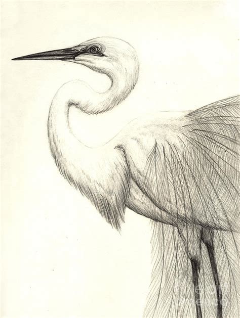 Ibis Drawing at PaintingValley.com | Explore collection of Ibis Drawing