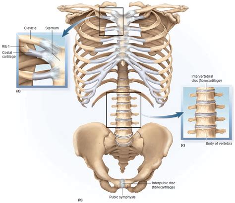 Types & Classification of Body Joints - Cartilaginous & Synovial Joint