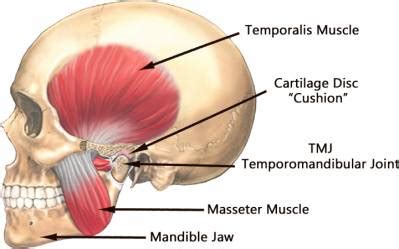 Jaw Exercises for TMJ - Oral Health