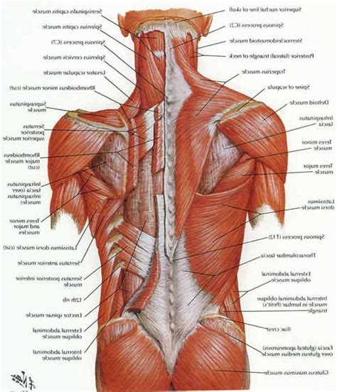 Human Anatomy Back | Muscle diagram, Muscle anatomy, Lower back muscles