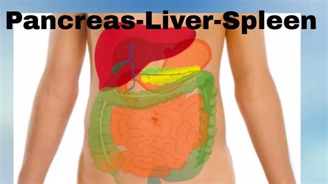 Spleen And Pancreas