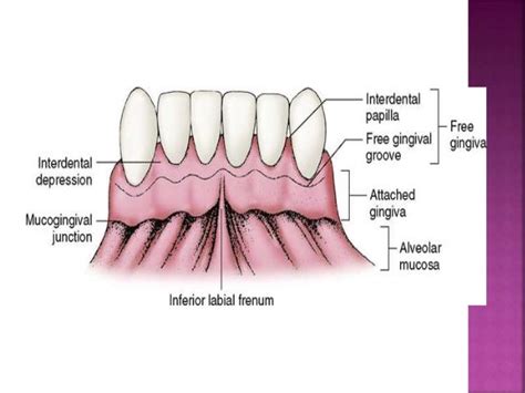 Histology of Gingiva