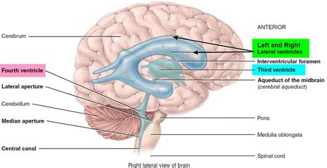 Ventricles of the brain anatomy, function & enlarged ventricles of brain