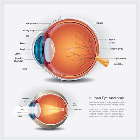 Human Eye Anatomy and Normal Lens Vector Illustration 540019 Vector Art ...