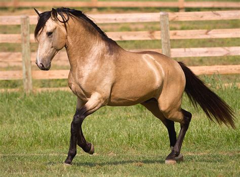 21 Facts about the Buckskin Horse (With Photos) 2023 – Saddles Now