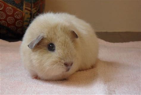 guinea pig rescue centre near me - Ok Dodd