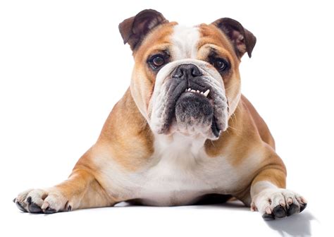 13 Types of Bulldogs That Are Adorable and Loyal