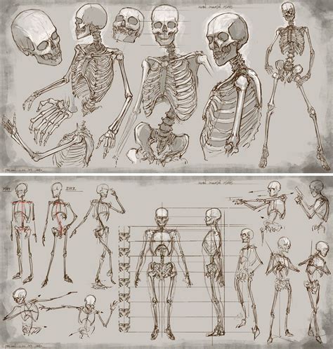 Skeleton | Anatomy art, Anatomy sketches, Skeleton drawings