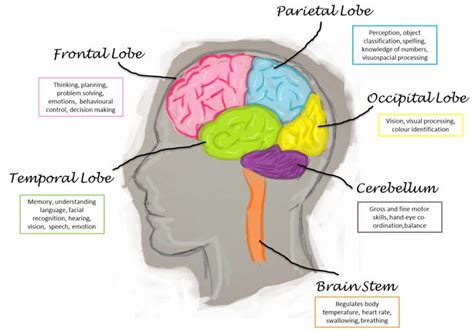 Frontal lobe, Brain lobes and functions, Human brain