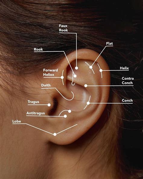 34 Types of Ear Piercings to Try in 2023 - Hairstylery in 2023 | Types ...