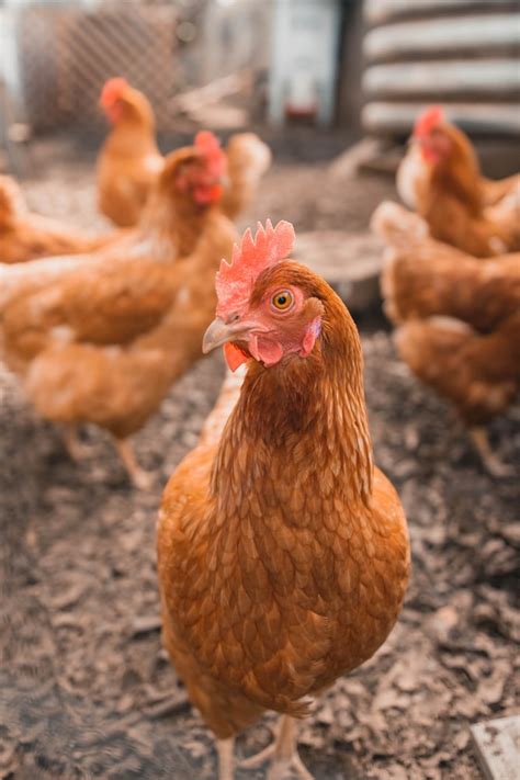 How Poultry Farmers Can Use Environmental Commodities | The Poultry Site