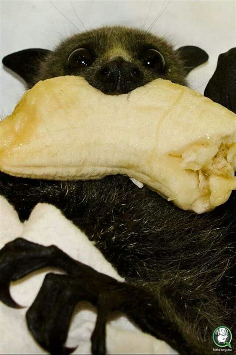 A Bat enjoying a banana Snack Cute Little Animals, Cute Funny Animals ...