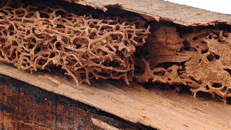 Signs You Could Be Dealing With A Termite Infestation In Sugar Land