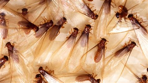 Termites swarm in the South as their mating season begins