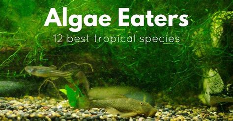 12 Best Tropical Algae Eaters That Will Truly Clean Your Tank - Fish ...