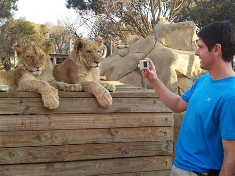 From Johannesburg: Lion & Safari Park Half-Day Tour | GetYourGuide