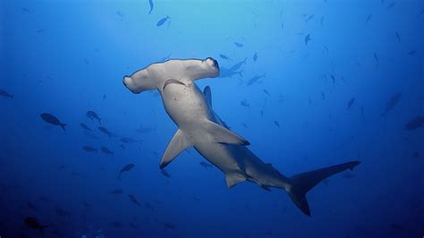 The Hammerhead Shark Experience Dive Charter - New Zealand Diving ...