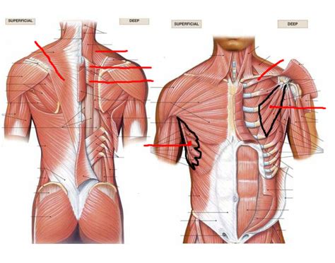 Pectoral Girdle Muscles Diagram | Quizlet