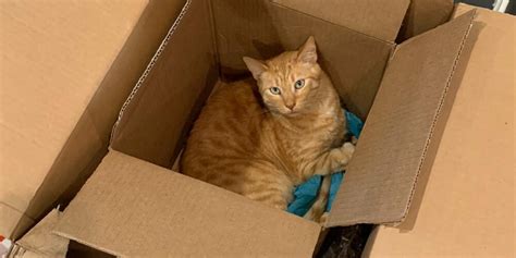 Why Do Cats Like Boxes So Much? Top 8 Reasons - Cats.com