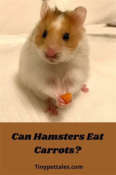 Can Hamsters Eat Carrots? (Carrot top, Skin & More) | Hamster eating ...