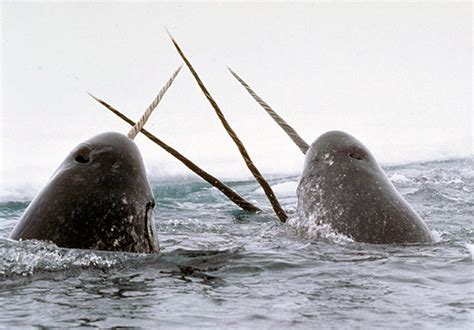 Narwhals of the Arctic Facts and Adaptations - Monodon monoceros