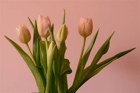 Beautiful Tulips Flowers Wallpapers | Best Flower Site