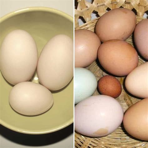 Duck Eggs vs Chicken Eggs: What Are the Differences?