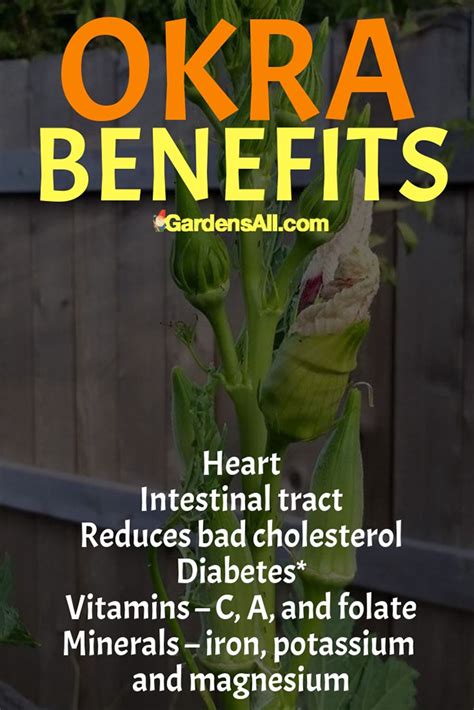 Benefits Of Okra | TheQuoteGeeks | Healing