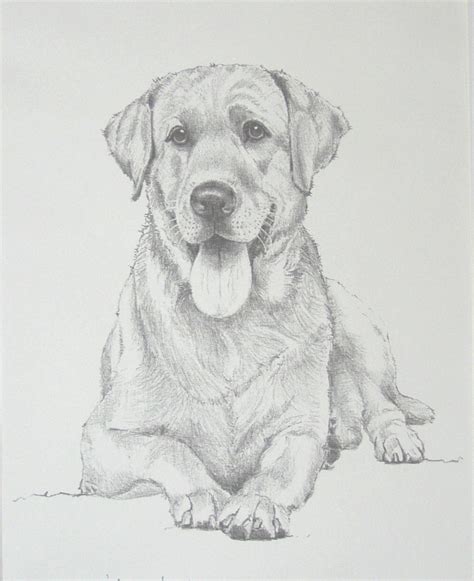 Labrador/Retriever. Carbon pencil drawing print. | David Smith Art