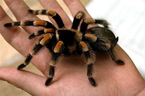 Desert Tarantula Information