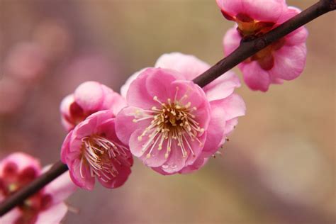 Plum Blossom in Japan | Ume Matsuri 2024 | Kyuhoshi