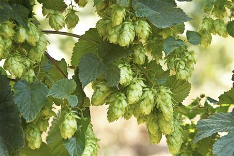 Types Of Hops Plants - Learn About Hops Varieties And Their Uses | Hops ...