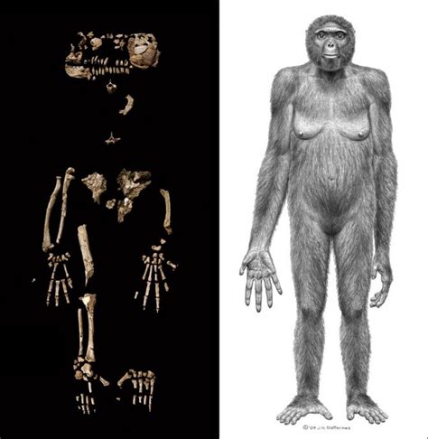 Humanity Has New 4.4 Million-Year-Old Baby Mama | WIRED