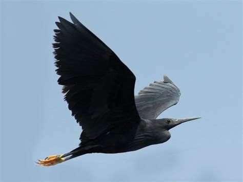 Black Heron – Profile | Traits | Facts | Diet | Habitat | Breeding ...