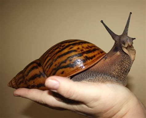 Giant African land snail - adult snails can be the size of a small ...