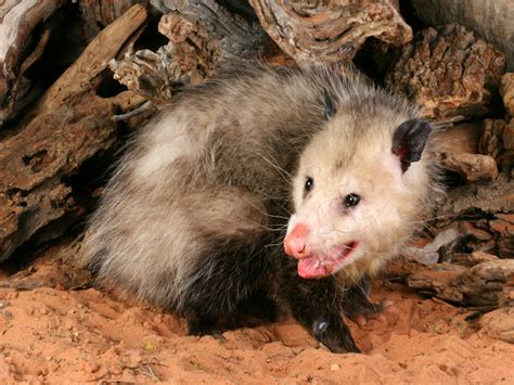 Opossum Facts: Removal & Control of Opossums - PestWorld