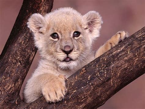 1920x1080px, 1080P free download | Lion Cub, bonito, baby, lion, animal ...