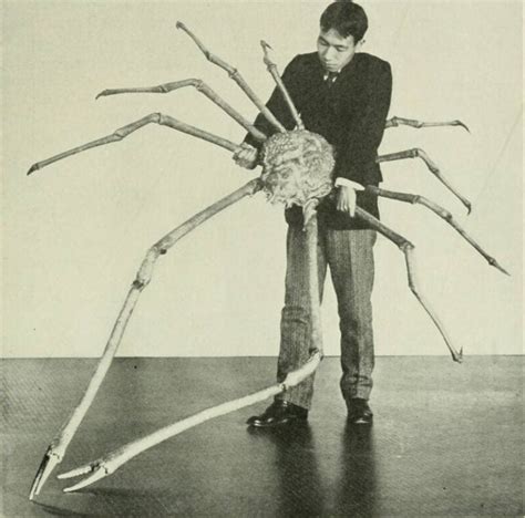 Meet The Japanese Spider Crab, The 'Daddy Long Legs Of The Sea'