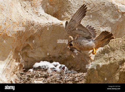 Nesting peregrine falcon Stock Photo - Alamy