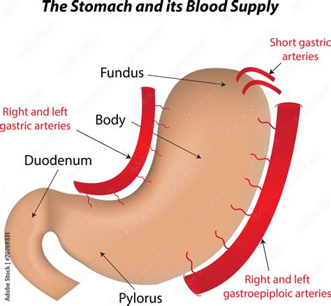 The Stomach and its Blood Supply Labeled Diagram Stock Illustration ...