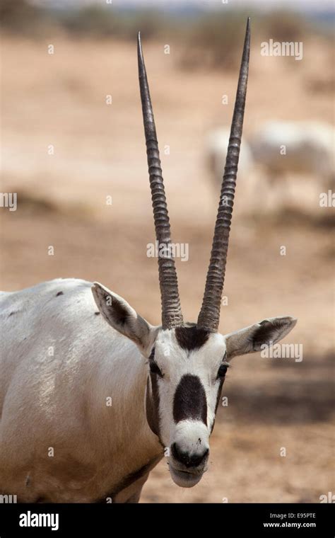 Portrait Arabian Oryx Horns Straight Antelope Extinct High Resolution ...