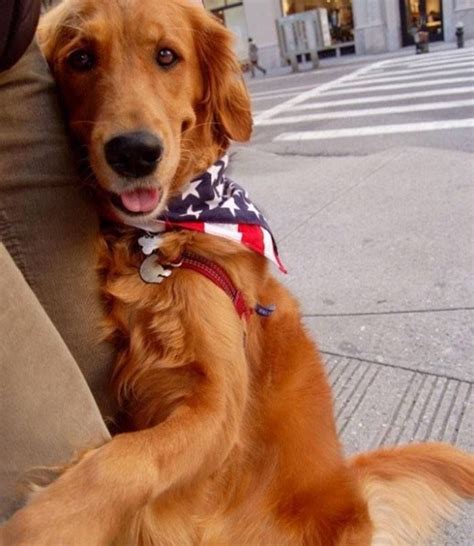 Golden Retriever Spreads Joy Through Giving Hugs | Golden retriever ...