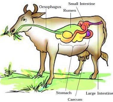 What is Ruminant? » Ruminant Digestive System » IndianCattle