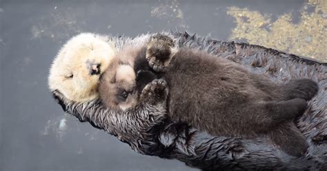 Day Old Otter Pup Falls Asleep On Its Floating Mother’s Belly | Bored Panda