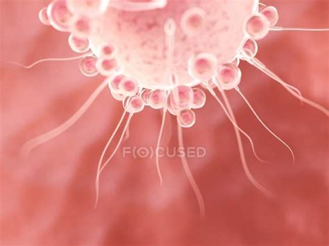 Fertilisation of egg cell with spermatozoa, digital illustration ...