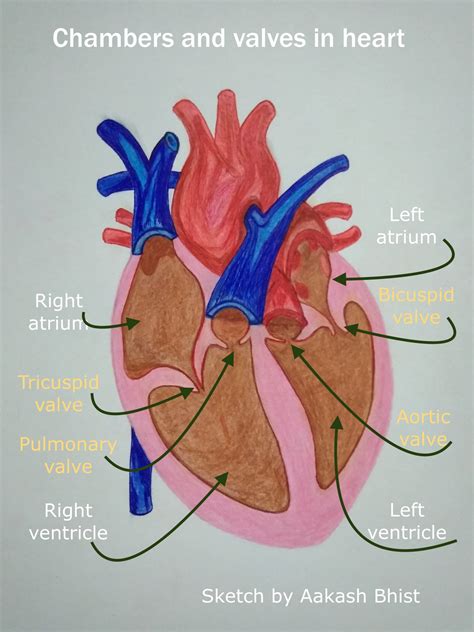 Things you didn’t know about the heart. – Outdoor Education