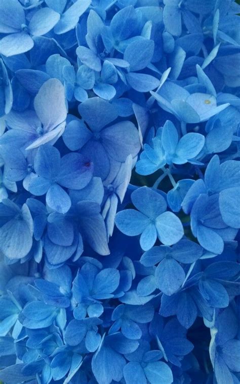 Picture of the Day | Blue flower wallpaper, Light blue aesthetic, Blue ...