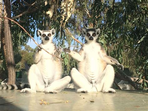 Ring-tailed Lemur - Altina Wildlife Park