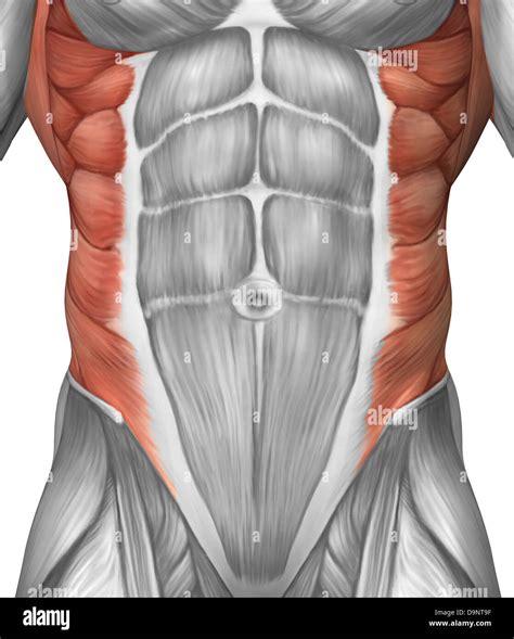 Diagram Of Abdomen Muscles - General Wiring Diagram